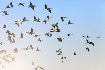 a flock of cranes flies on the background sky