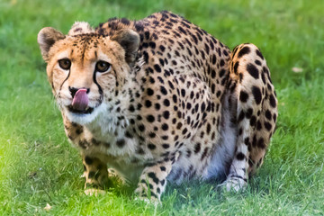 Guépard - Acinonyx jubatus