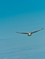 front view, medium distance, single, brown pelican, bird, gliding, flying,over tropical waters, in gulf of Mexico, sunny, autumn, day, vertical, blue sky,