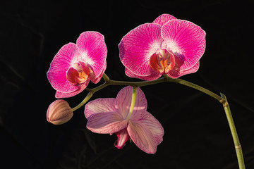 Magenta or ruby orchid flowers (Phalaenopsis) on black background on a sunny day