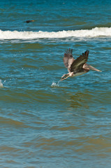 Front view, medium distance  of a single brown pelican taking off the tropical waters of a beach on the gulf of Mexico, on a sunny, autumn, day