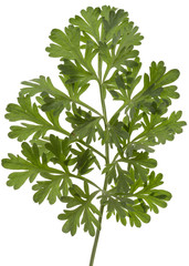 Branch of sagebrush, isolated on a white background
