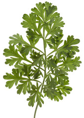 Branch of sagebrush, isolated on a white background