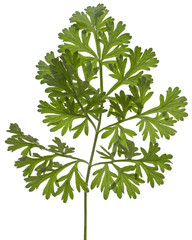 Branch of sagebrush, isolated on a white background