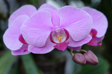 Beautiful purple moon orchid