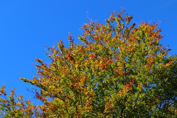 Arbre en automne