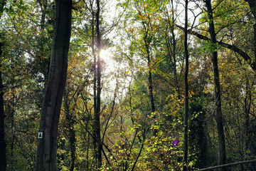 green sport poplar trees sun hiking mannheim neckerau background autumn mystic green shine river...