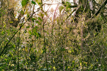 fairy tale background wood tree leaves green autumn fitness sky walking hiking east germany forest mood branch
