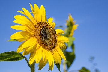 Sonnenblume mit Biene vor blauem Himmel 02