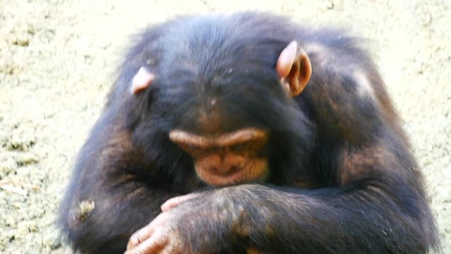 Chimpanz&eacute;