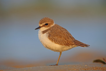 Beach Bird