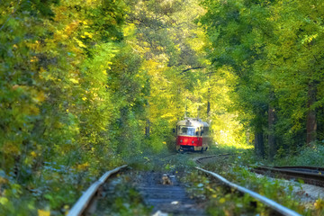Tram line runs in the dense thickets of forest. Old red tram at the perspective distance. Tram goes...