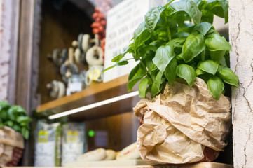 Basil plant for sale. Color image