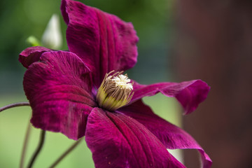 lila Blume