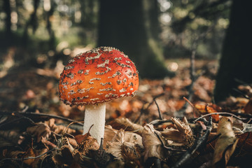 Close-Up Surface Level Of Mushroom