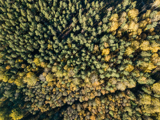 drone image. aerial view of rural area with fields and forests in autumn