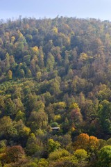 Mountain forest in autumn colors