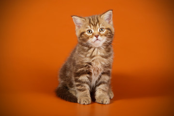 Scottish straight shorthair cat on colored backgrounds