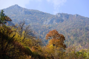 Mountain forest in autumn colors