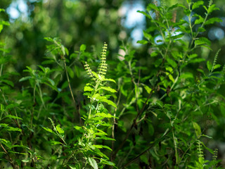 Holy Basil or Sacred Basil is a vegetable garden. Popular as a spice cook, spicy taste