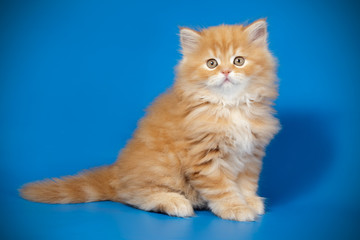Scottish straight longhair cat on colored backgrounds
