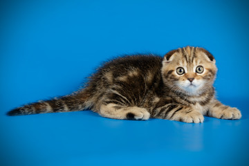 Scottish fold shorthair cat on colored backgrounds