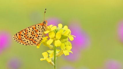 Melitaea trivia  468