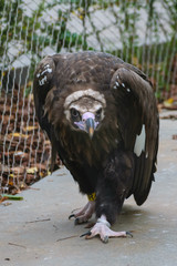Eagle in a zoo
