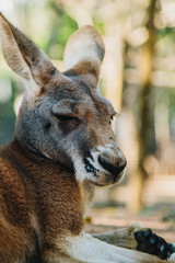 billabong sanctuary kangaroo,