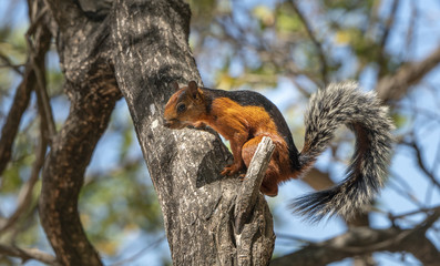 Squirrel3
