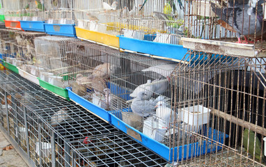 aves en jaulas en un mercado de Portugal