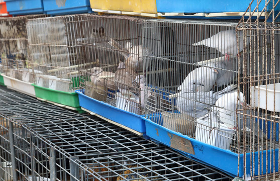 aves en jaulas en un mercado de Portugal