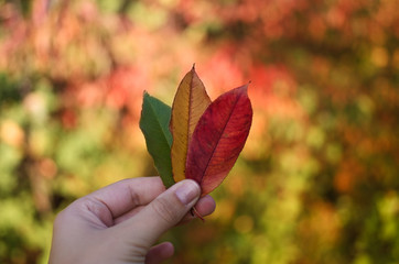 Drei farbige Herbstblätter
