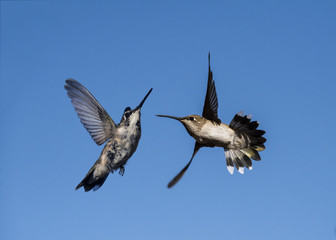 Every year in March, just as in Florida Spring Break, Hummingbirds Come in Droves to Southern Nevada, and Compete for Attention, Breed, and Drink as much as Half their Body Weight in Nectar Every Day