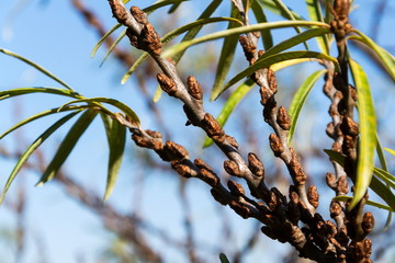 Hippophae rhamnoides male plants detail with female fruit berries in background, common sea buckthorn shrub