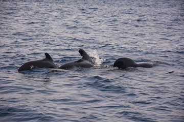 tres cetáceos bajo el mar, con espacio