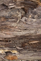 Treibgut Holzstück