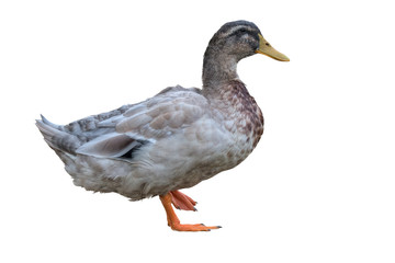 isolated duck on white background