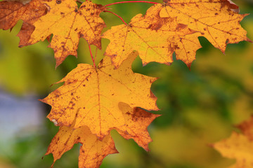 érable en automne