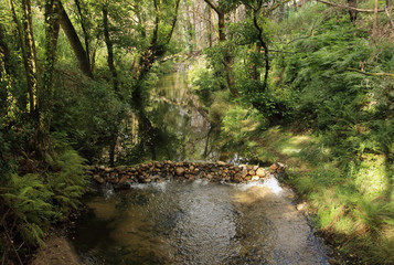 Fototapeta na wymiar pequeña cascada en el río entre la vegetación