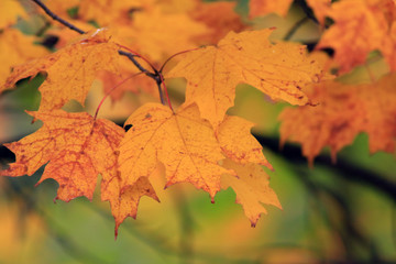 érable en automne