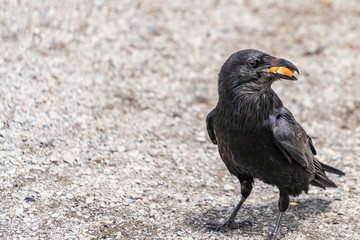 American Raven, Common Raven
