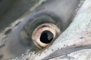 Chinook eye