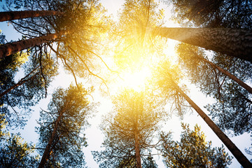 Forest trees on sky background with sun rays