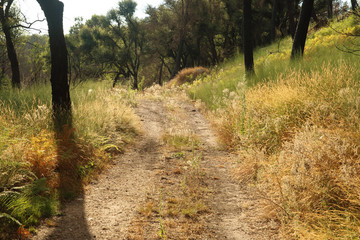 senero en el monte en verano al atardecer