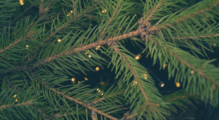 Christmas background, Christmas tree with blurred lights.