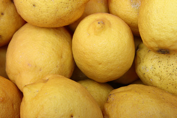 fondo de limones recogidos de un árbol sin tratamiento químico