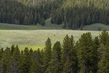 Beautiful scenic view at Hayden valley in Yellowstone National Park