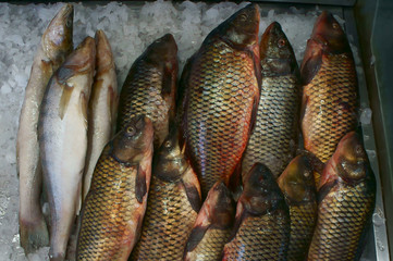 Big fresh fish on white ice on the market