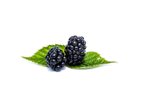 Brombeeren Brombeere isoliert freigestellt auf wei&szlig;en Hintergrund, Freisteller